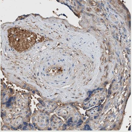 Serine protease 23 Antibody