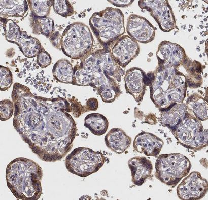 CRIM1 Antibody