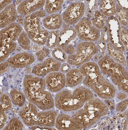 CRIM1 Antibody