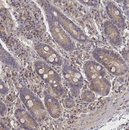 CRIM1 Antibody
