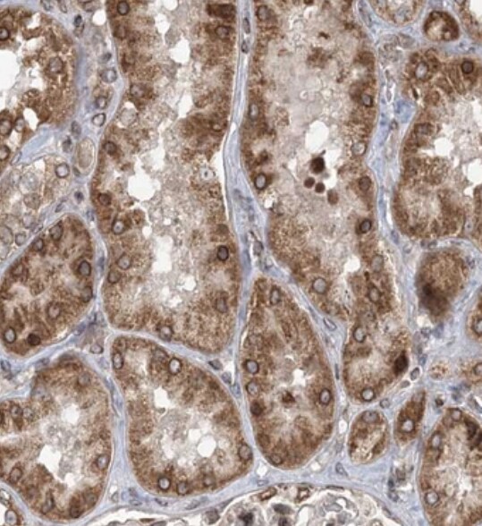 RBJ Antibody - BSA Free
