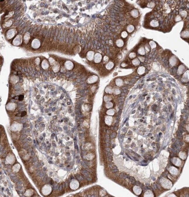 RBJ Antibody - BSA Free
