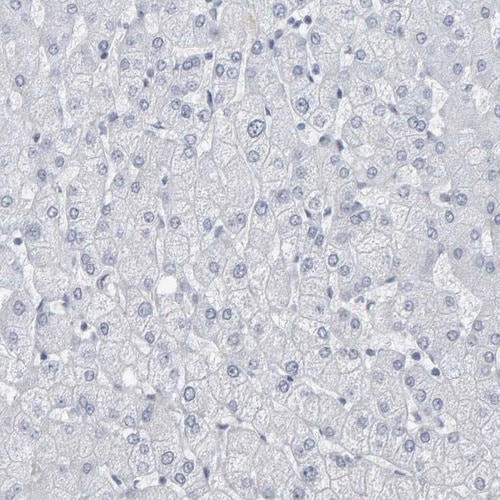 Peptide YY Antibody - BSA Free Immunohistochemistry-Paraffin: Peptide YY Antibody [NBP1-80865]