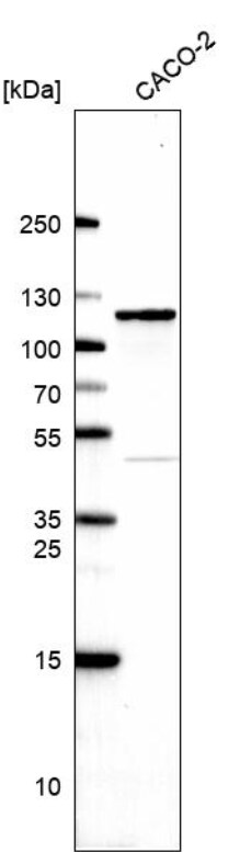 LARP4 Antibody - BSA Free