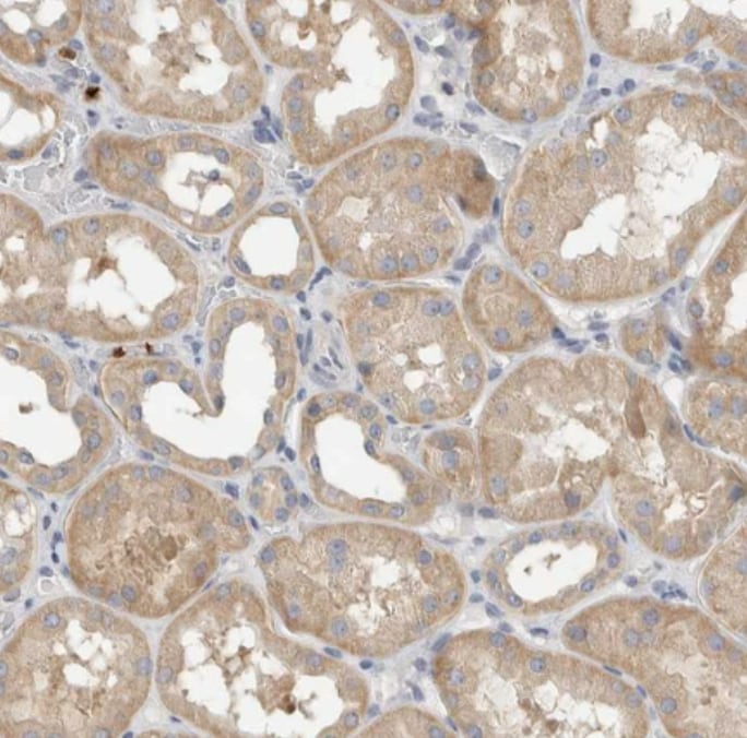 NXT2 Antibody - BSA Free