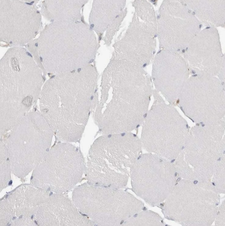 NXT2 Antibody - BSA Free