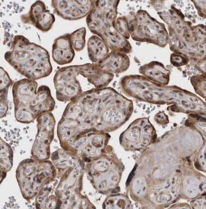 RABIF/MSS4 Antibody