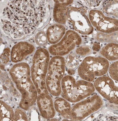 RABIF/MSS4 Antibody