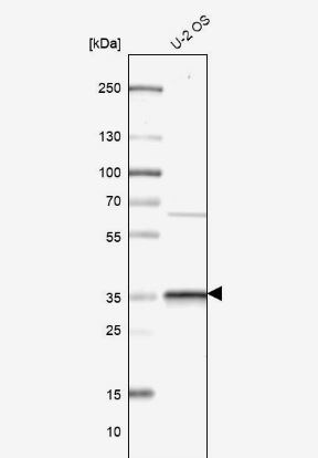 CMSS1 Antibody
