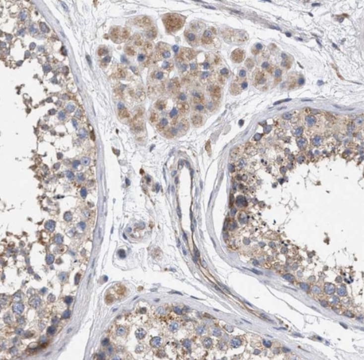 MAMDC2 Antibody - BSA Free