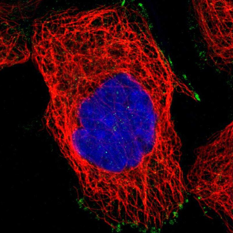 FRMD5 Antibody