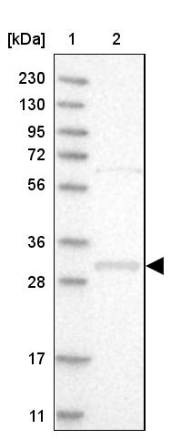 FRMD5 Antibody