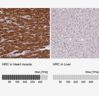 HRC Antibody