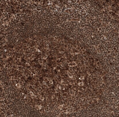 SPINDOC Antibody - BSA Free