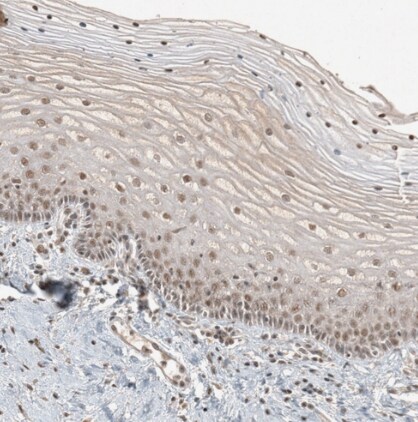 SPINDOC Antibody - BSA Free