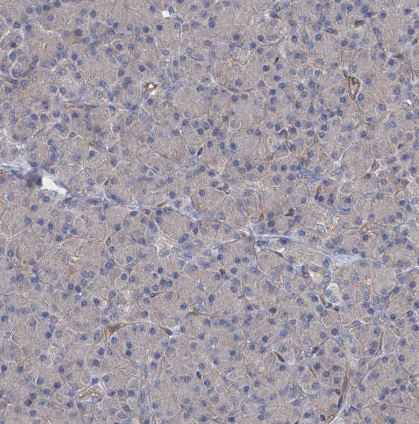 LGTN Antibody