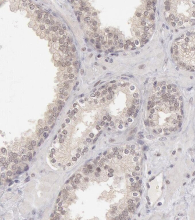 RIMBP3 Antibody - BSA Free