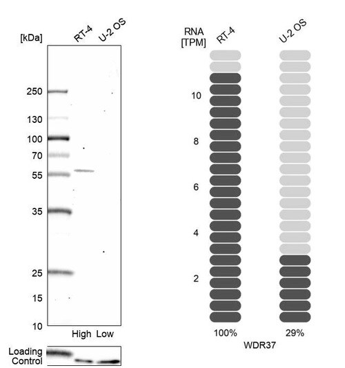 WDR37 Antibody - BSA Free Western Blot: WDR37 Antibody [NBP1-81449]