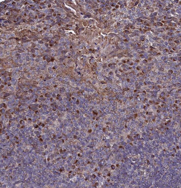 SEC24C Antibody - BSA Free