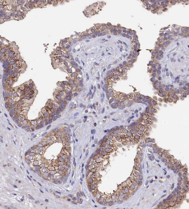 SEC24C Antibody - BSA Free