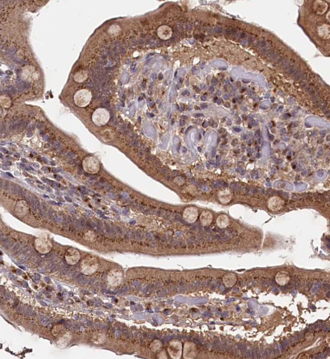 SEC24C Antibody - BSA Free