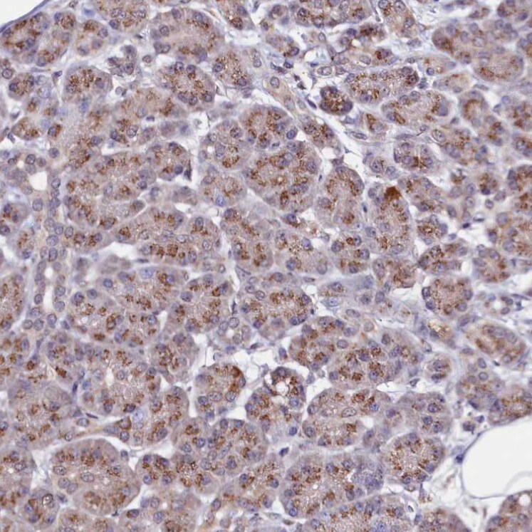 SEC24C Antibody - BSA Free