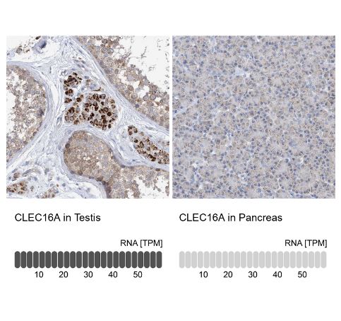 CLEC16A Antibody