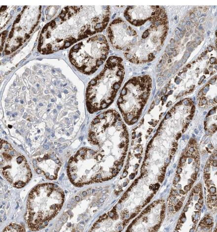 CLEC16A Antibody