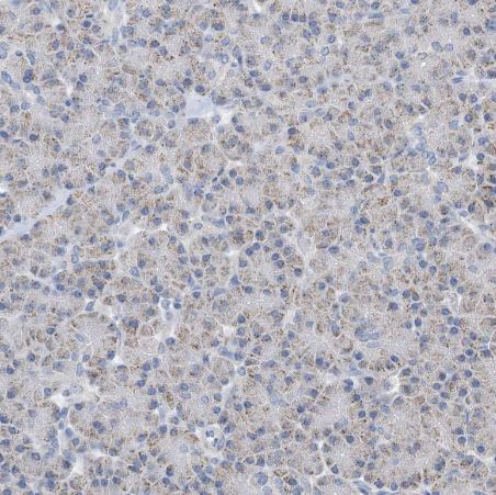 CLEC16A Antibody