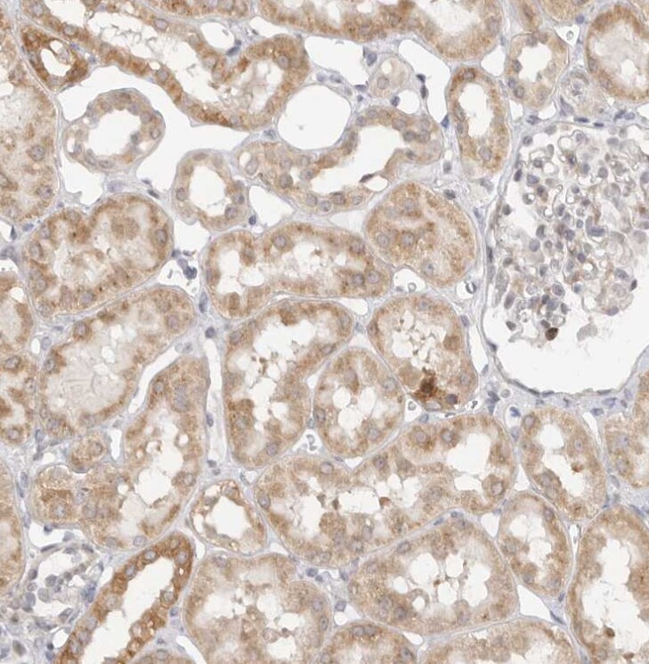 GGT6 Antibody - BSA Free