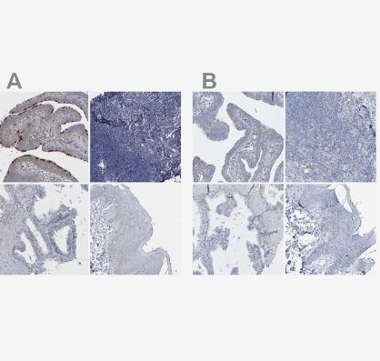 SPATA18 Antibody