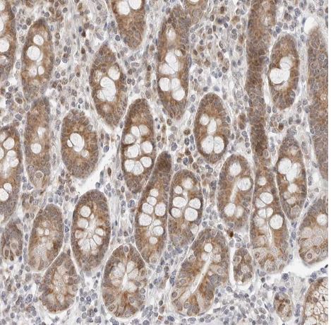 POLR3GL Antibody