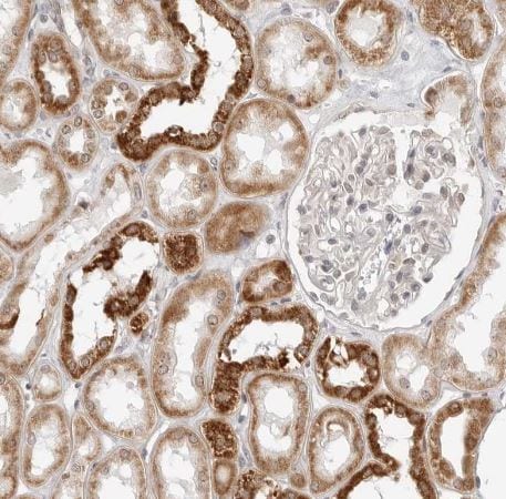 POLR3GL Antibody