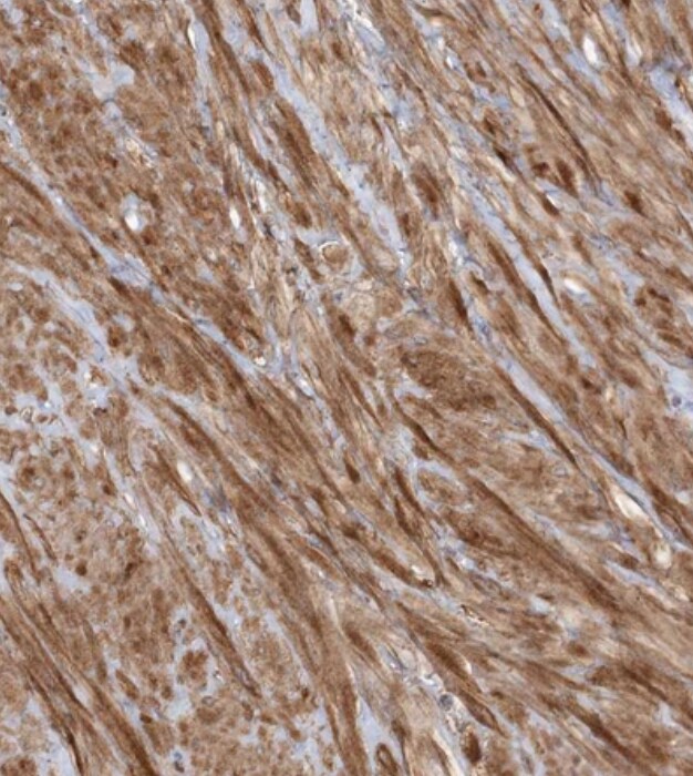 RNF145 Antibody - BSA Free