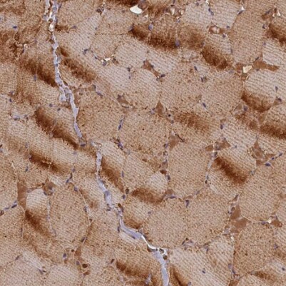 FUZ Antibody - BSA Free