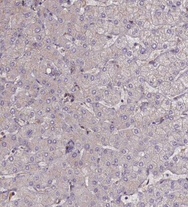 FUZ Antibody - BSA Free