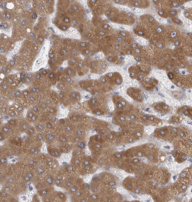 LRRC40 Antibody - BSA Free