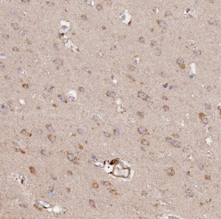 TMCO7 Antibody - BSA Free