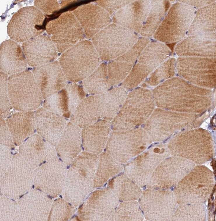 TMCO7 Antibody - BSA Free