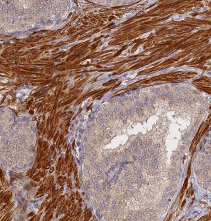 TMCO7 Antibody - BSA Free