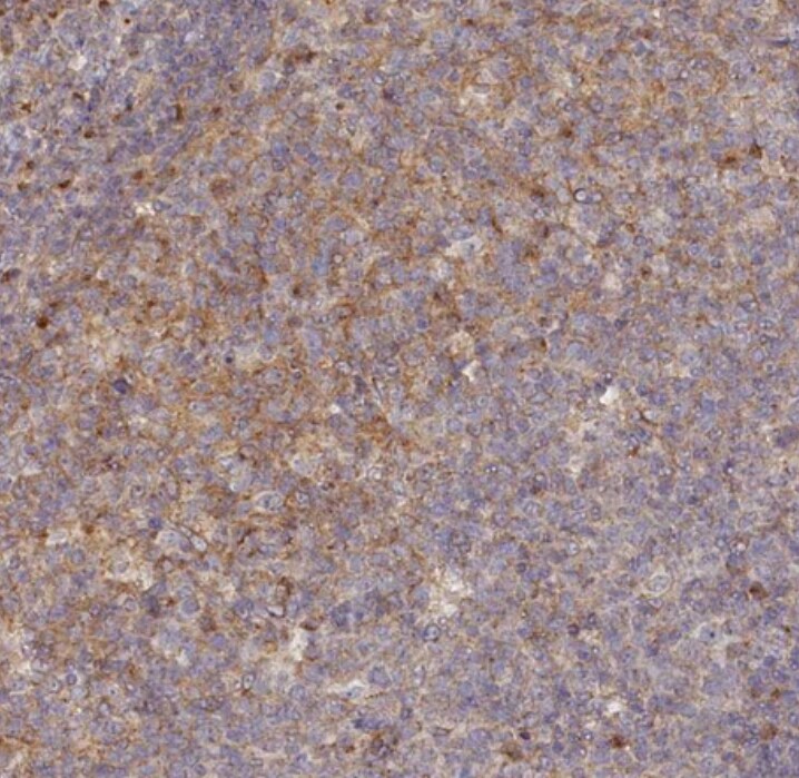 TMCO7 Antibody - BSA Free