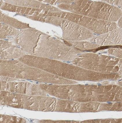 USP46 Antibody