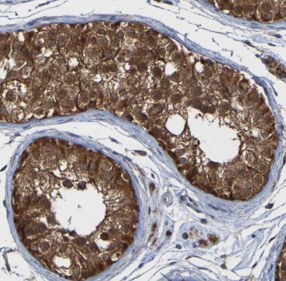 CCDC51 Antibody - BSA Free