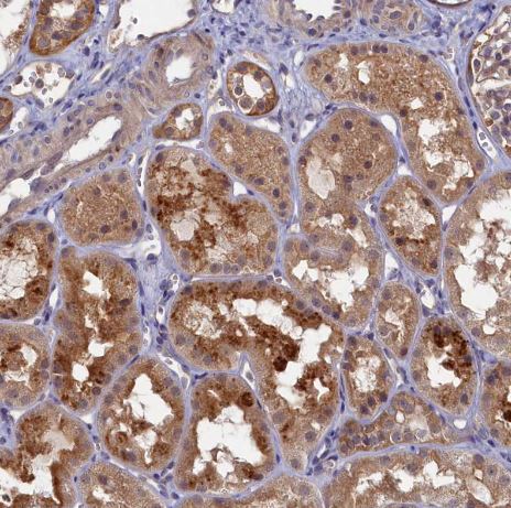 WDR59 Antibody