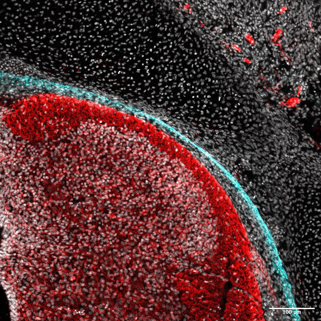 Claudin-11 Antibody - BSA Free