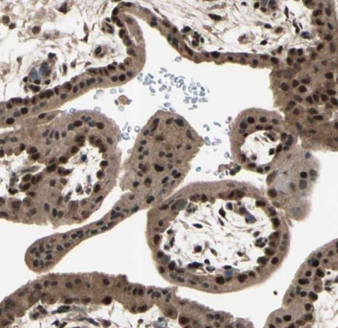 MLF2 Antibody - BSA Free