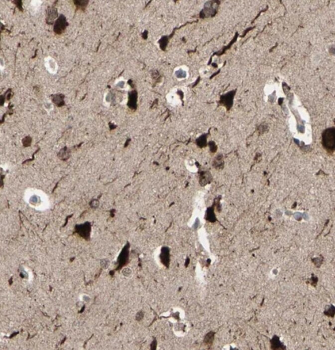 MLF2 Antibody - BSA Free