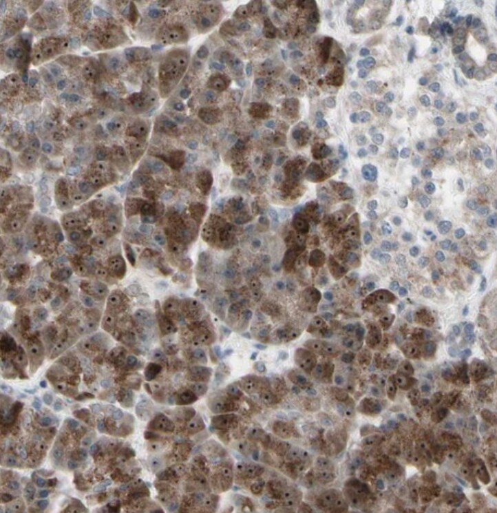 MLF2 Antibody - BSA Free