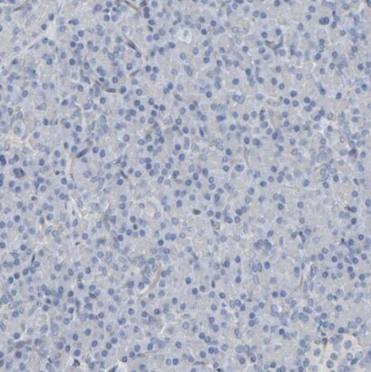 Fyn Antibody