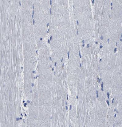 LSECtin/CLEC4G Antibody